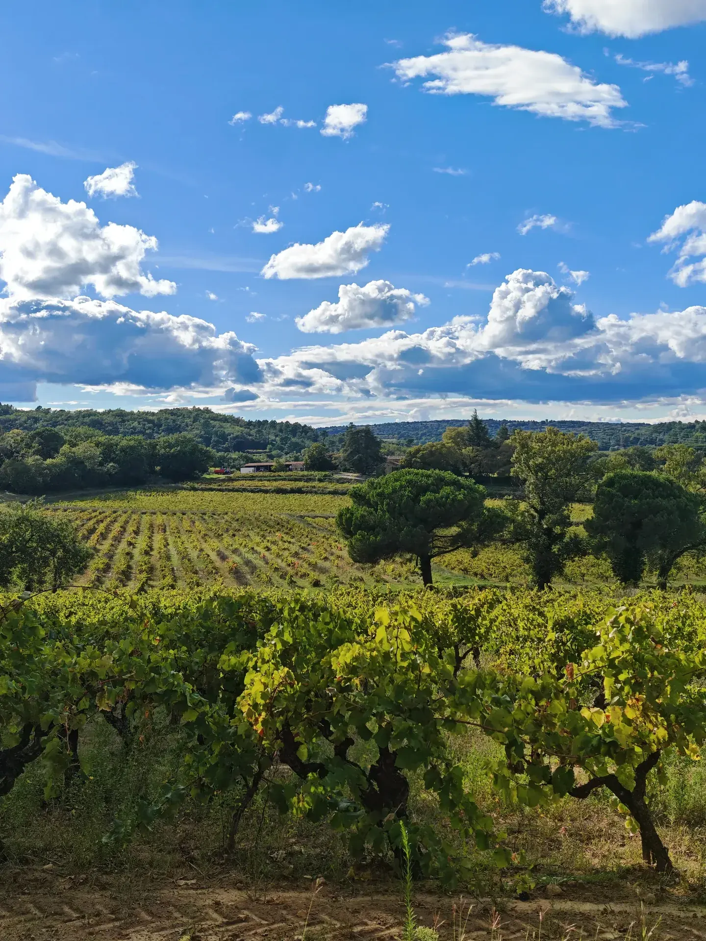 Sentier de randonnée dans la garrigue provençale autour de Sabran, Gard